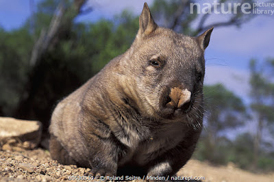 wombats world