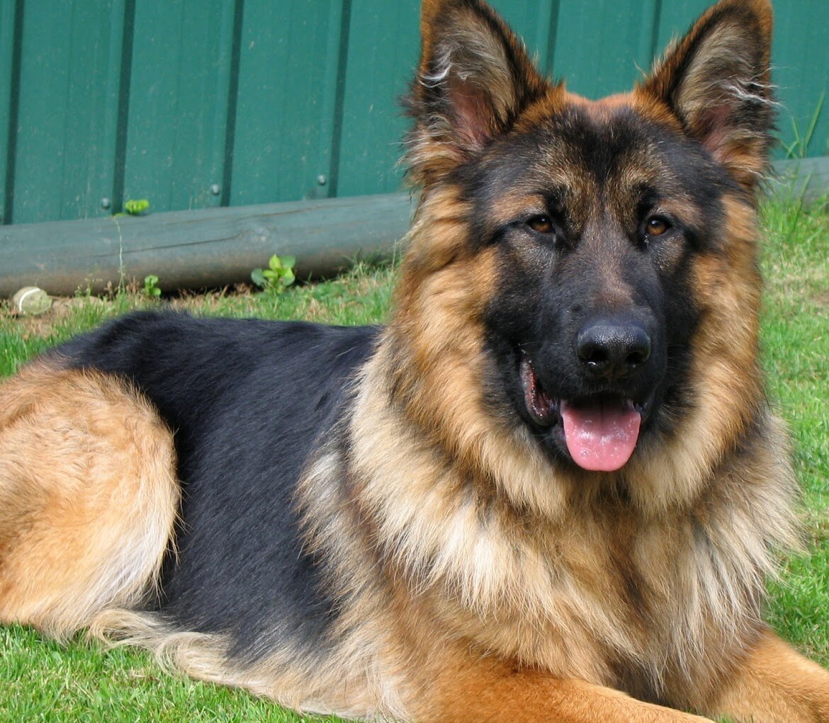 How to look after a Long Haired German Shepherd SAT Lahore Kennel