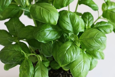 Basil seeds Basil seeds