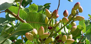 الفستق الحلبي