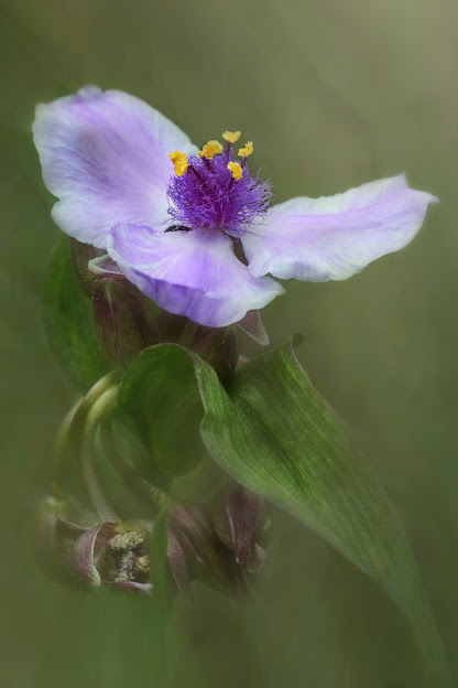 Tradescantia