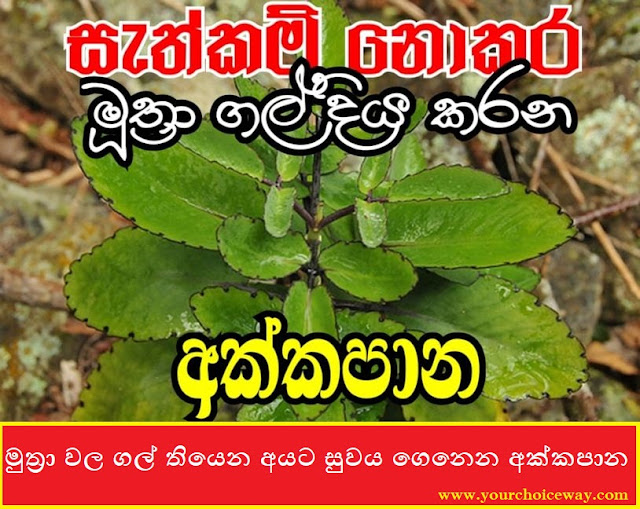 මුත්‍රා වල ගල් තියෙන අයට සුවය ගෙනෙන අක්කපාන (Akkapana) - Your Choice Way