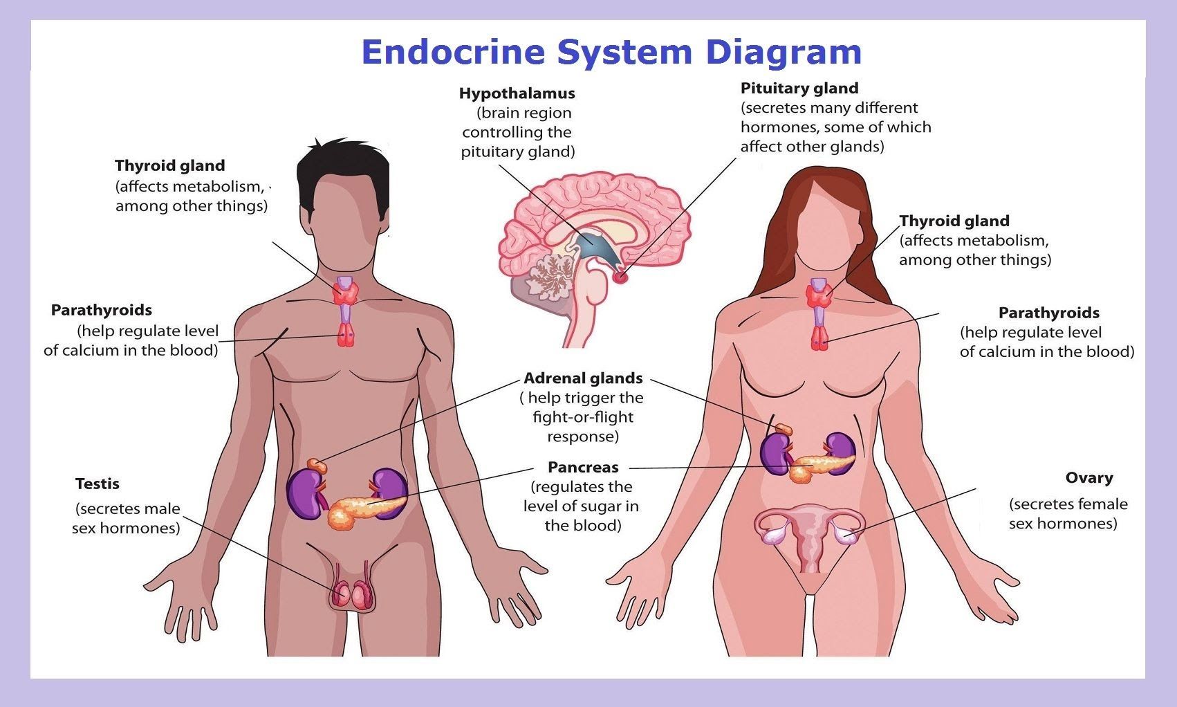 The Endocrine System Function in Hindi - अंतस्रावी तंत्र