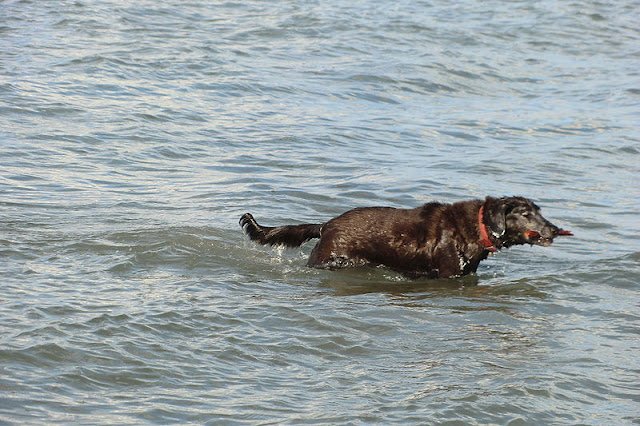Black lab in the French sea