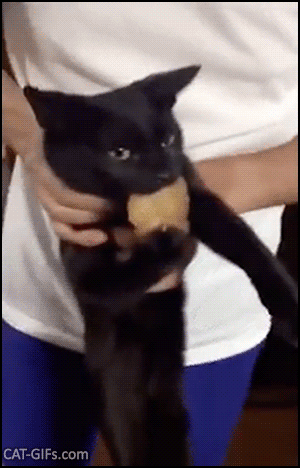 Hilarious Cat GIF • Crazy black cat does not want to share human food! “Miiiiine!” Hilarious Cat GIF • Crazy black cat does not want to share human food! “Miiiiine!”