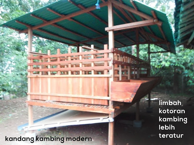 cara budidaya kambing tanpa rumput kandang modern - Alternatif Ternak Kambing Tanpa Rumput