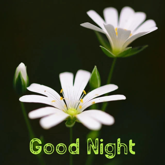 Good Night HD Images Collection Good Night HD Images Collection