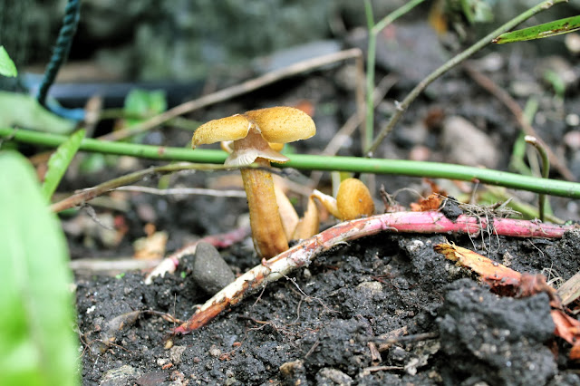 uk garden autumn mushroom