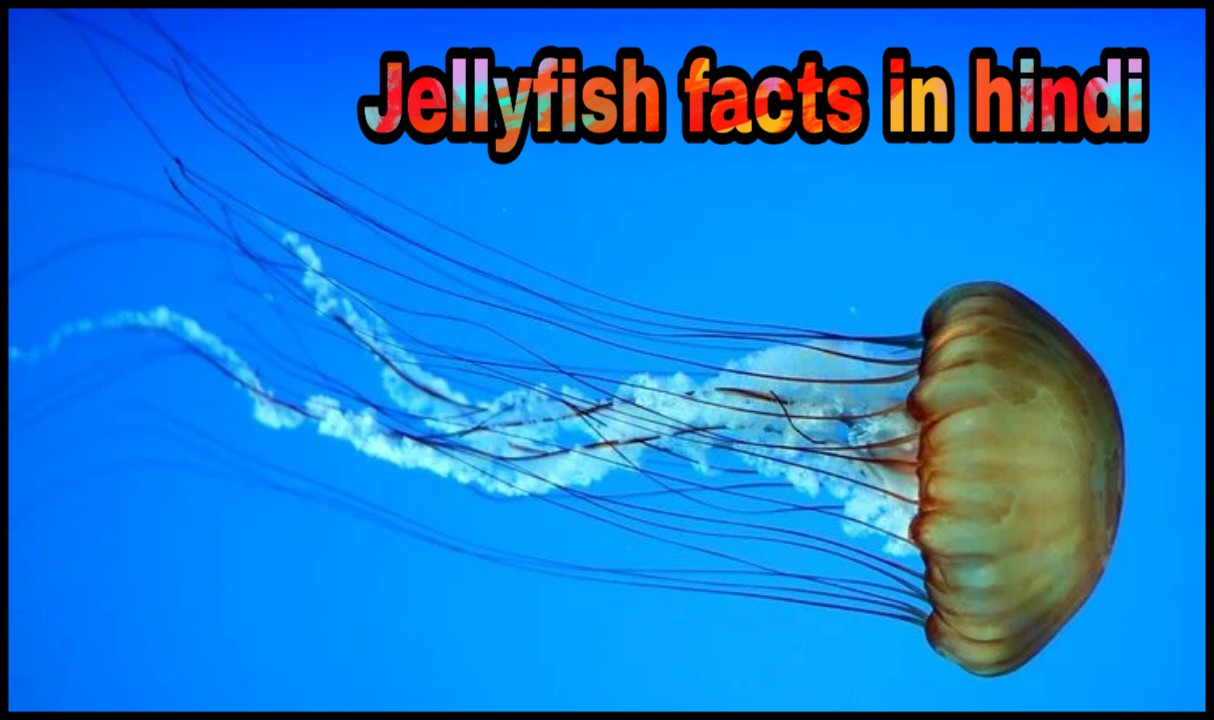 जेलीफ़िश एक पारदर्शक जिव Jellyfish In Hindi Hindi7facts