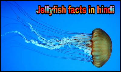 Jellyfish information hindi