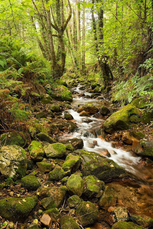 Río Nonaya  en el siglo X río Annonaia a su paso por la Payera cerca del Pozo Ondinas en Salas Asturias. Naturaleza asturiana rios y bosques.