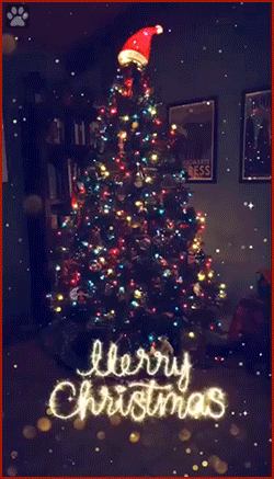 Cat GIF with captions • Funny cat hidden under Christmas tree wishes you a 'Merry Christmas'