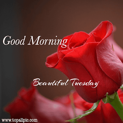 good morning tuesday images good morning tuesday images