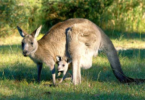The marsupial world  Facts About All