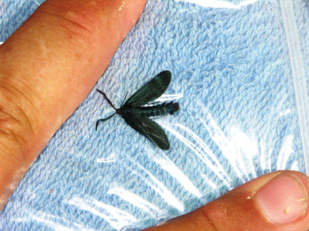 Xtremehorticulture of the Desert: Watch for Grape Leaves Disappearing