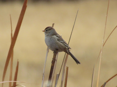 Sacramento National Wildlife Refuge