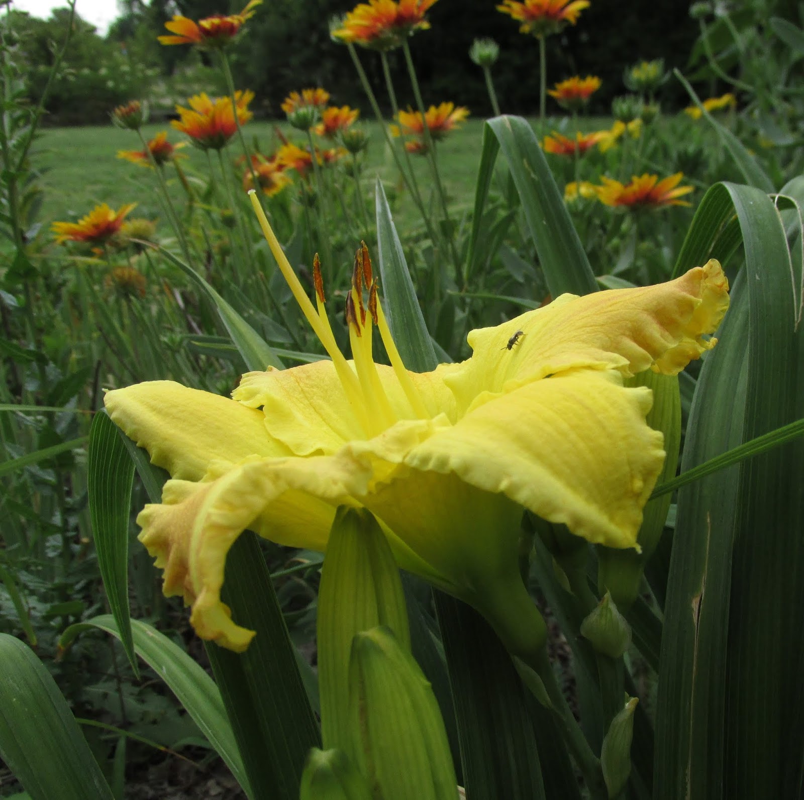 My G Rdening Frenzy Aloysia Virgata