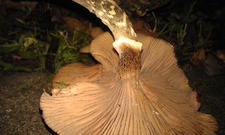 honey fungus at the base of Cherry tree