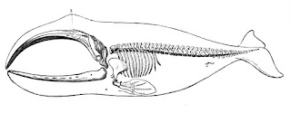 Grönland balinasının iskeleti