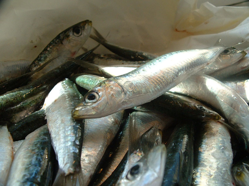 the gondolier's wife Sardines with Onions Sarde in Saor