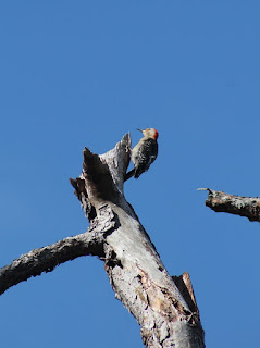 Red-Bellied Woodpecker Red-Bellied Woodpecker