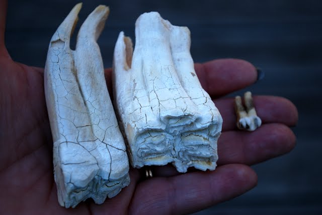 Bittersweet Bric-a-Brac: A Collection of Teeth???