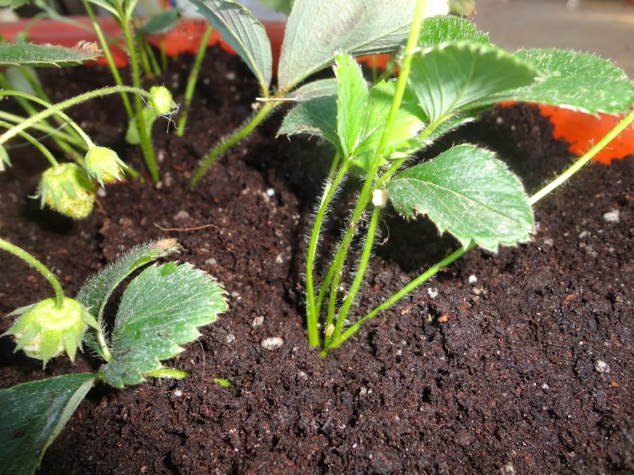  PLANTAS DE FRESAS