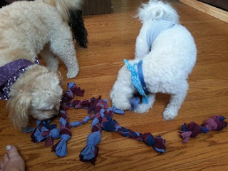 How to Make Your Own Snuffle Ball - A Snufflemat Alternative - Tails We Win