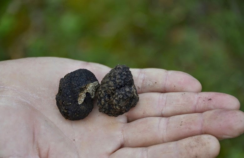 White truffles in Bosnia
