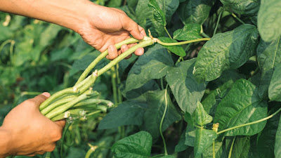 kacang panjang, daun kacang panjang, daun, pertanian,