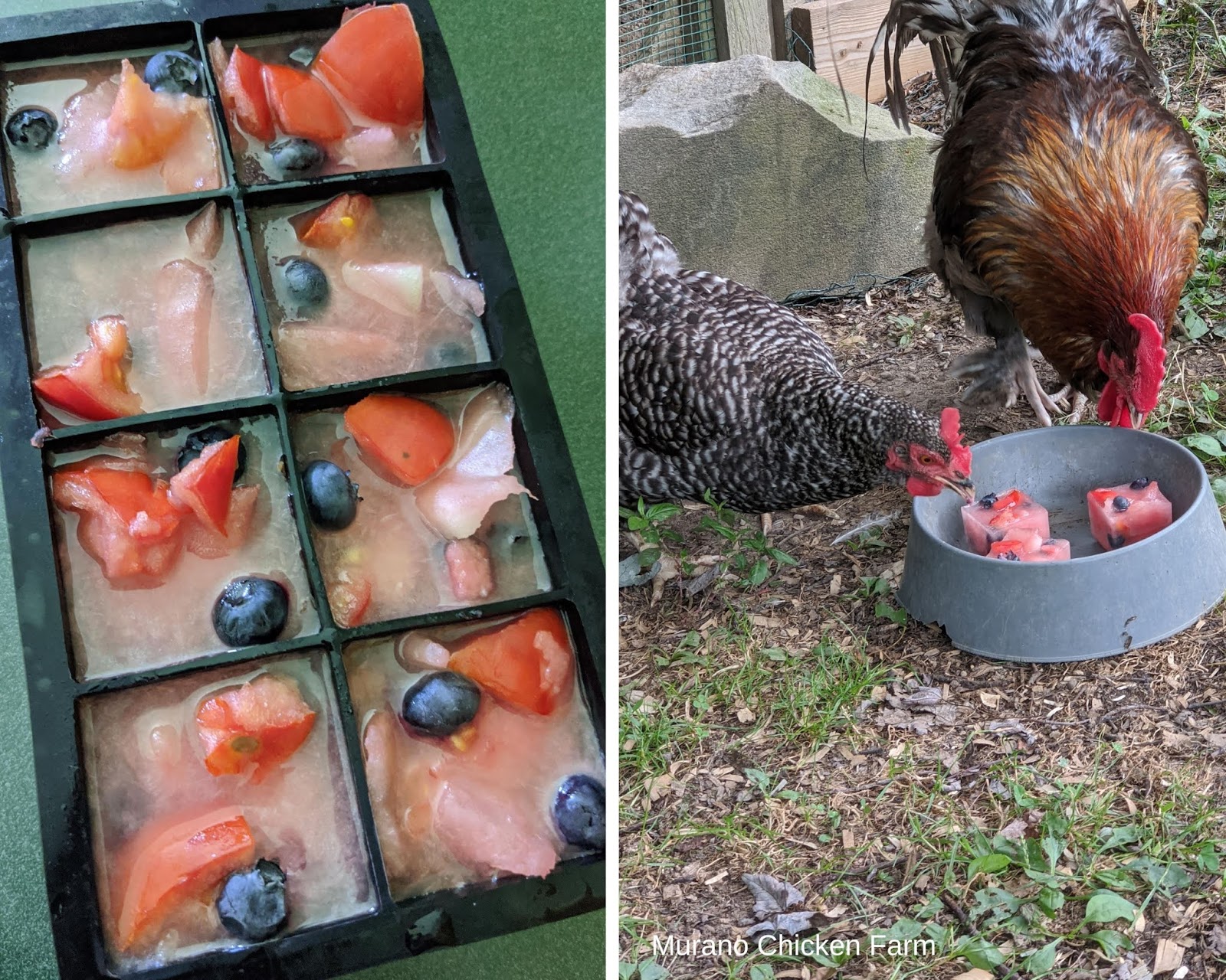 Frozen chicken treat for a hot day (super easy!) Murano Chicken Farm