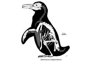 Fuente: https://www.reddit.com/r/NoStupidQuestions/comments/9nxbq5/do_penguins_have_knees/ Esqueleto de un pingüino