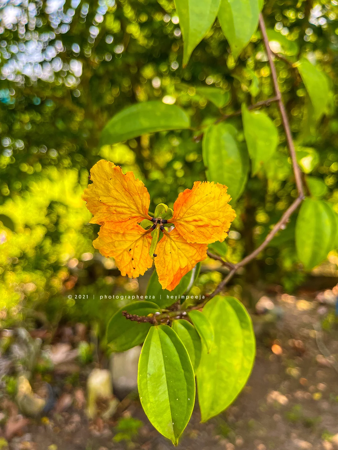 Bunga Ketup Ketup- Bauhinia kockiana