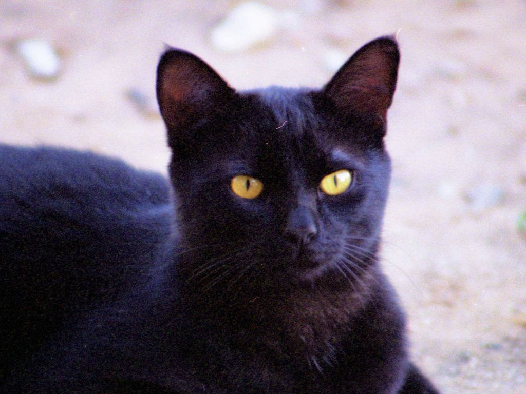 BLACK CATS
