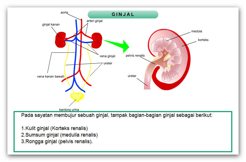 SAINS MTsN SUBANG: SISTEM EKSKRESI (GINJAL DAN PROSES PEMBENTUKAN URINE)