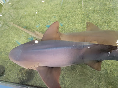 Nurse shark