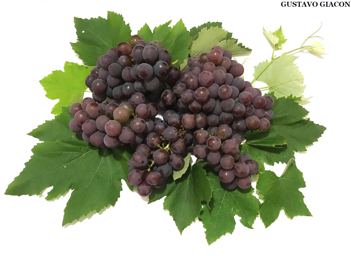 Creato Incrociando Il Rosso Vitis Vinifera Zinfandel Con Vitis Labrusca