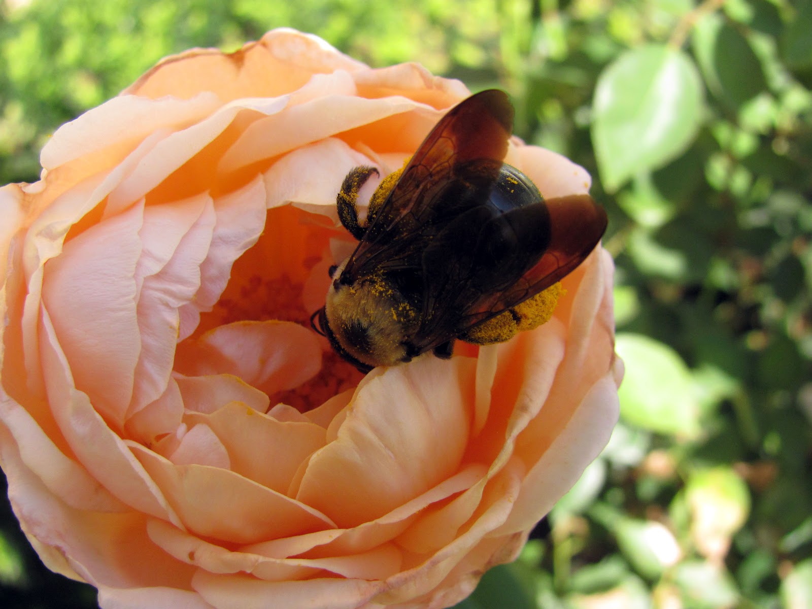 Why This Sweet Bumble Bee Might Be Your Biggest Nightmare