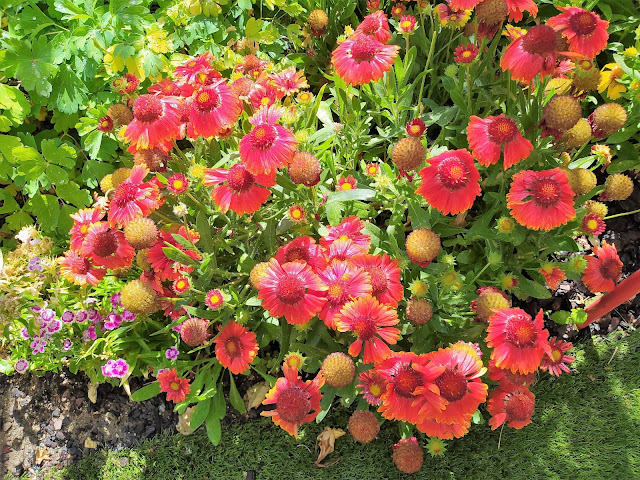 Gallardia (Gaillardia aristata Pursh.).