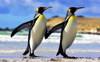 penguin wallpaper, penguin, share