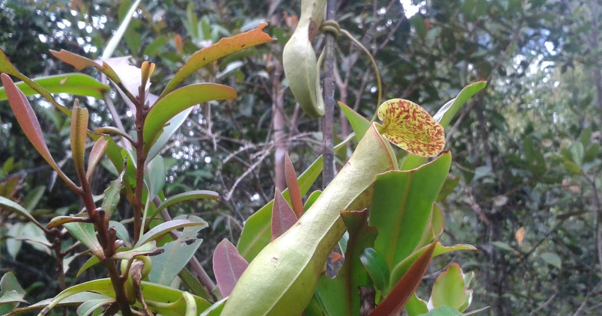 Dipinggir Negeri PELUANG USAHA TUMBUHAN KANTONG SEMAR