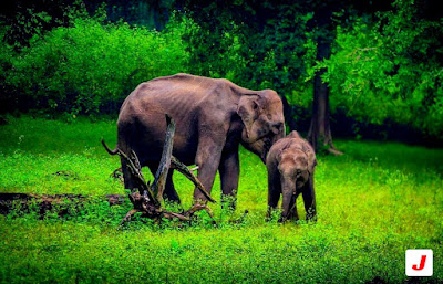 Mother Elephant with baby elephant, Betla National Park ,Jharkhand tourism, jharkhandblogs Mother Elephant with baby elephant, Betla National Park ,Jharkhand tourism, jharkhandblogs