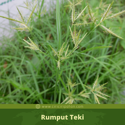 Rumput Teki