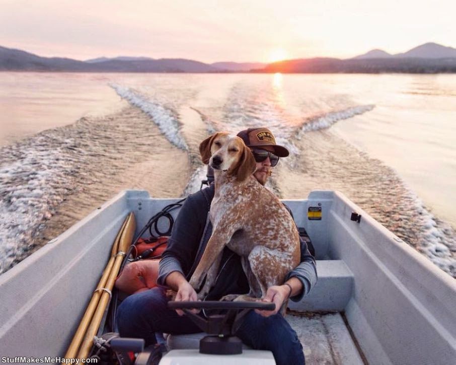 Maddie the Coonhound - An Avid Traveler Dog 