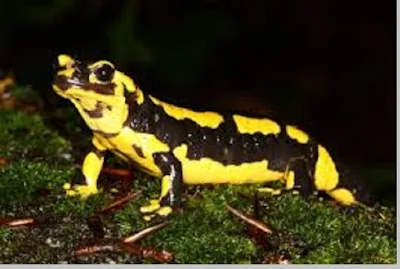 Salamander (Salamandra sp) - berbagaireviews.com