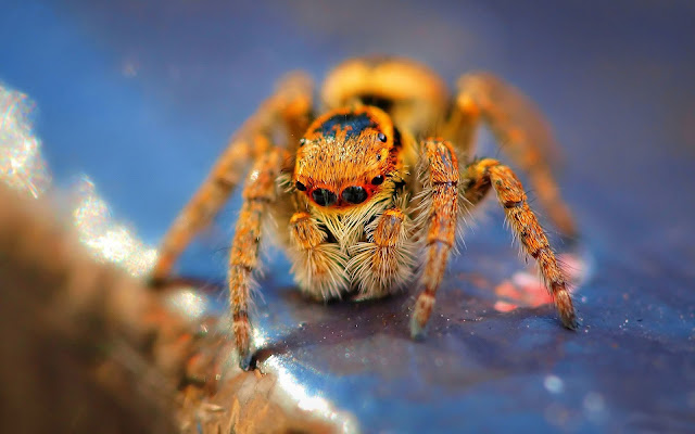 Picture of a dangerous looking tarantula