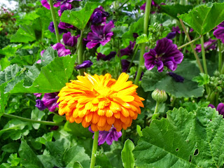 Calendula und Malve Calendula und Malve (C) by Joachim Wenk