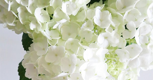 Hydrangea Care And Culture Travaldo S Blog