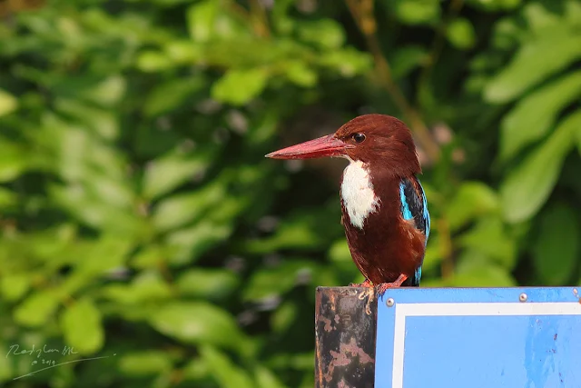 White-throated Kingfisher resting a signboard