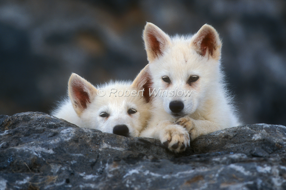 White Wolf : Charming Photos Of Arctic Wolf Pups With Red Flowers